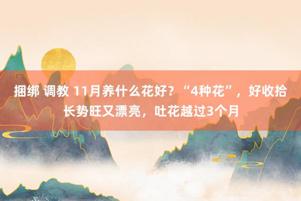 捆绑 调教 11月养什么花好?“4种花”,好收拾长势旺又漂亮,吐花越过3个月