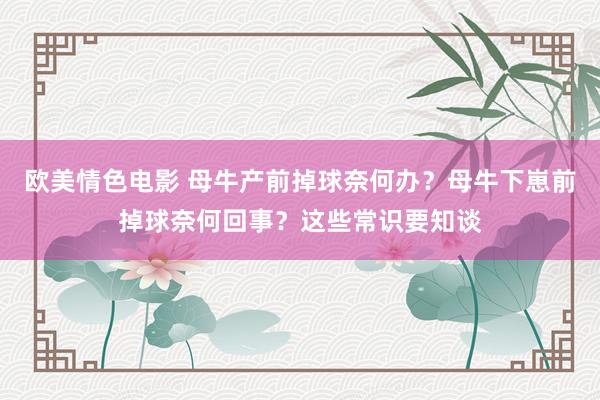 欧美情色电影 母牛产前掉球奈何办？母牛下崽前掉球奈何回事？这些常识要知谈